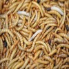 Dried Silkworm Pupae for Animal Feed