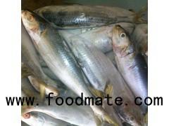 FROZEN SARDINE FISH WHOLE ROUND