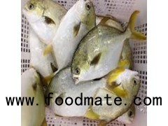 Golden Pompano Fish Frozen Bonito Tuna/Pangasius