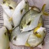 Golden Pompano Fish Frozen Bonito Tuna/Pangasius