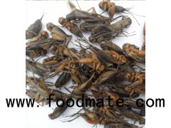 High Protein Dried Crickets