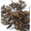 High Protein Dried Crickets