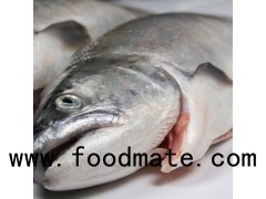 Frozen Whole Salmon Fish