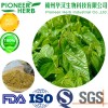 1-DNJ Mulberry leaf extract professional for reduce blood sugar