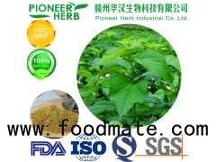 natural 1-DNJ Mulberry leaf extract help diabetes reduce blood sugar