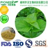 white Mulberry leaf extract 1-DNJ widely used in weight loss supplement