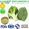 broccoli extract sulforaphane for anti-oxidation and detoxification