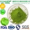 100% green mulberry leaf powder mulberry leaf matcha for food, drinks, nutrition