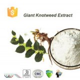 Giant Knotweed Extract