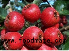 Hawthorn Berry Extract