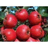 Hawthorn Berry Extract