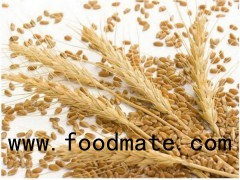 Oat Fiber