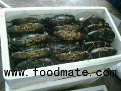 Live Mud Crabs