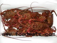 Live Spiny Lobster