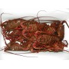 Live Spiny Lobster