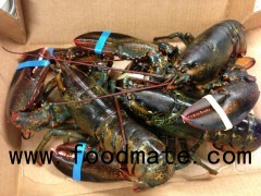 Live Maine Lobster