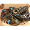 Live Maine Lobster