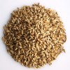 Canary Seed