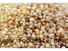 Sorghum