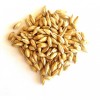 Barley Grains