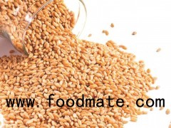 Wheat Grain