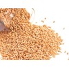 Wheat Grain