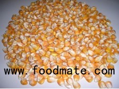 Yellow Corn