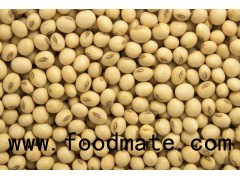 Soybean