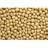 Soybean