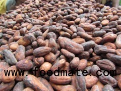 Cocoa Beans