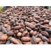 Cocoa Beans