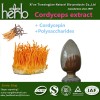 Cordyceps extract Powder