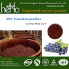 Grape Seed Extract Vitis Vinifera L.