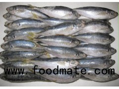 Mackerel Fish