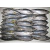 Mackerel Fish