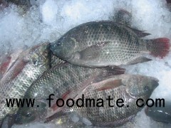 Tilapia Fish