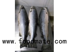 Salmon Fish