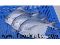 Pomfret Fish