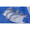 Pomfret Fish