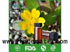Portulaca Oleracea Purslane Extract Colourless Liquid portulaca oleracea benefits for skin