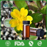 Portulaca Oleracea Purslane Extract Colourless Liquid portulaca oleracea benefits for skin