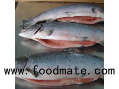 Fresh Norwegian Salmon/ Atlantic Salmon Fish / Cheap Fresh Salmon