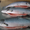 Fresh Norwegian Salmon/ Atlantic Salmon Fish / Cheap Fresh Salmon
