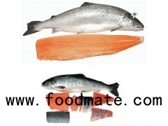 Frozen Salmon Whole Gutted Head on,Frozen Salmon Gutted Head-off,Frozen Salmon Fish Fillets