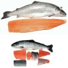 Frozen Salmon Whole Gutted Head on,Frozen Salmon Gutted Head-off,Frozen Salmon Fish Fillets