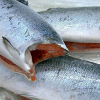 Frozen Chum Salmon Fillet / High quality new frozen chum salmon fillet
