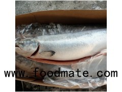 frozen pink salmon fillets frozen salmon fish frozen salmon fillet