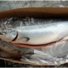 frozen pink salmon fillets frozen salmon fish frozen salmon fillet