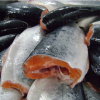 Fresh Atlantic  Trout Fish / Quality Trout Fish