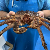 Live King Crab / Norway Red King Crab